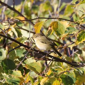 Common Chiffchaff