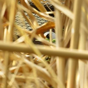 Bearded Parrotbill