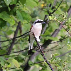 Red-backed Shrike