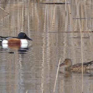 Red Shoveler