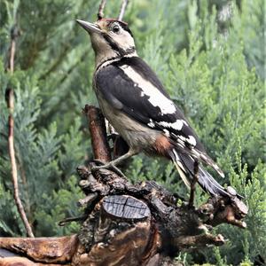 Great Spotted Woodpecker