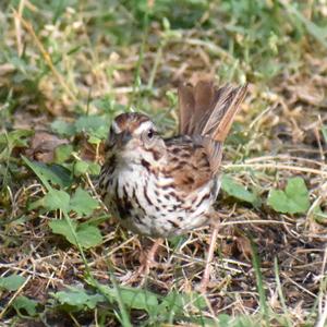 Song Sparrow