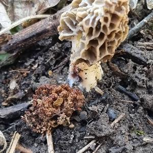 Yellow Morel