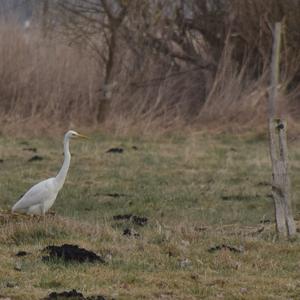 Great Egret