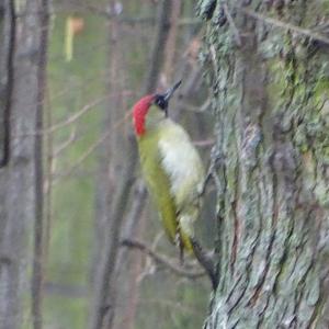 Eurasian Green Woodpecker