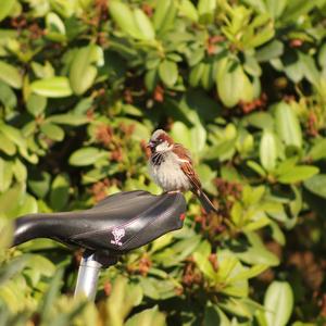 House Sparrow