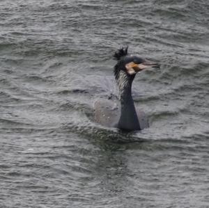 Great Cormorant