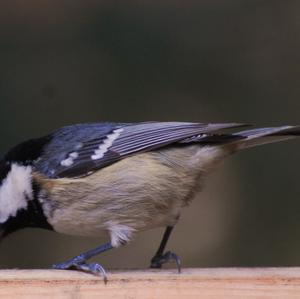 Coal Tit