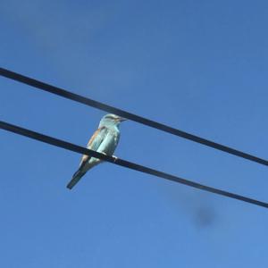 European Roller