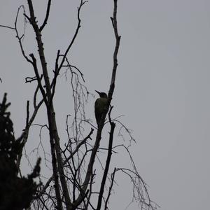 Eurasian Green Woodpecker