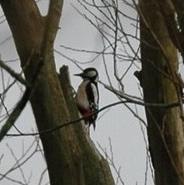 Great Spotted Woodpecker