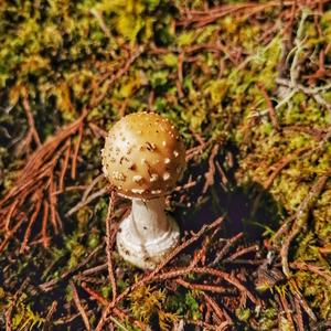 Death Cap