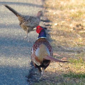 Common Pheasant