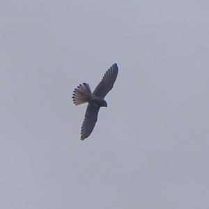 Peregrine Falcon