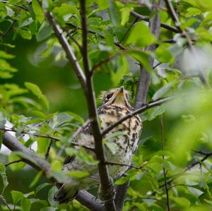 Fieldfare