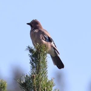 Eurasian Jay