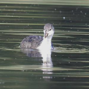 Common Coot