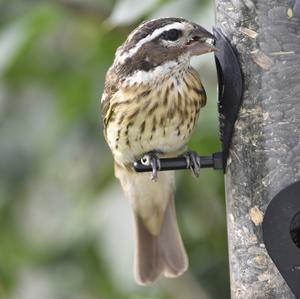 Black-headed Grosbeak