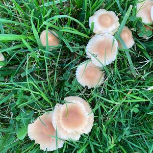 Agaricus impudicus