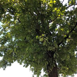 Pedunculate Oak