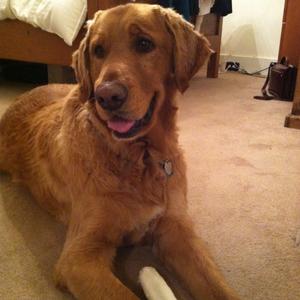 Retriever (Golden)