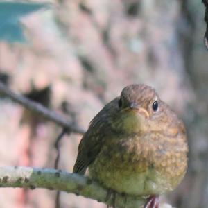 European Robin