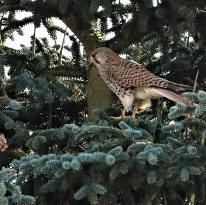 Common Kestrel