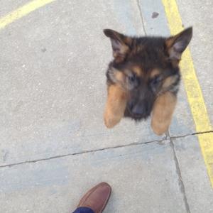 German Shepherd