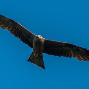 Black Kite