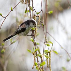 Long-tailed Tit