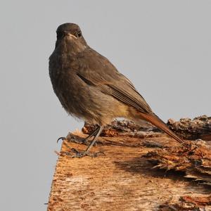 Black Redstart