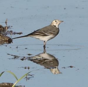 White Wagtail