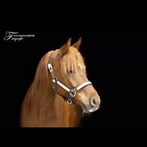 Arabian Horse