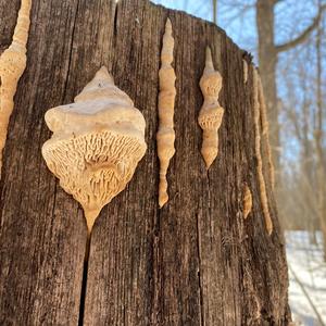 Thick-maze Oak polypore