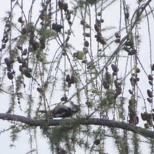 Great Spotted Woodpecker