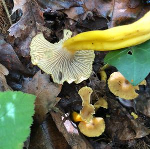 Trumpet Chanterelle