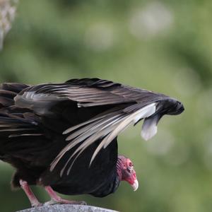 Turkey Vulture