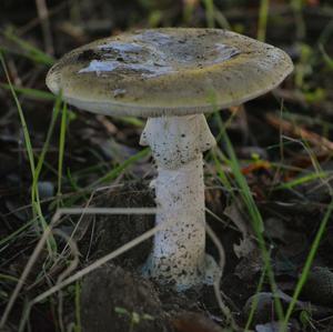 Death Cap