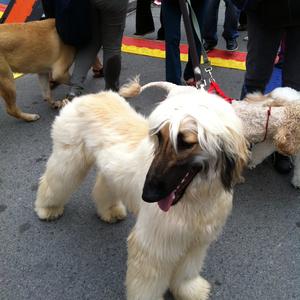 Afghan Hound