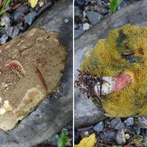 Red-cracked Bolete