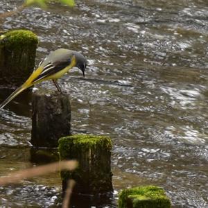 Grey Wagtail