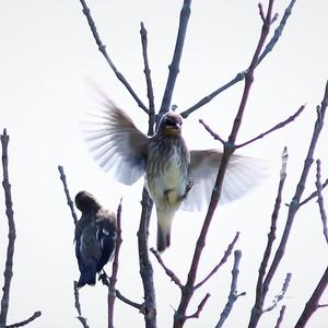 Cedar Waxwing