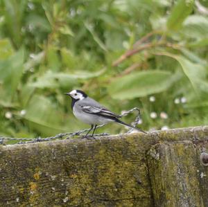 White Wagtail