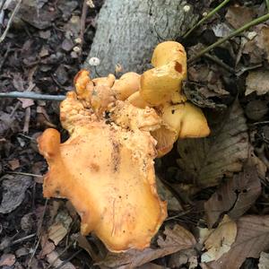 Chanterelle, Common