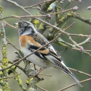 Brambling