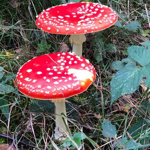 Fly Agaric