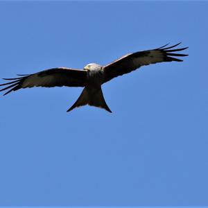 Red Kite