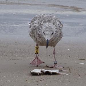 Herring Gull