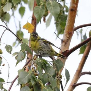 Common Redpoll