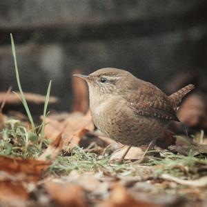 Winter Wren